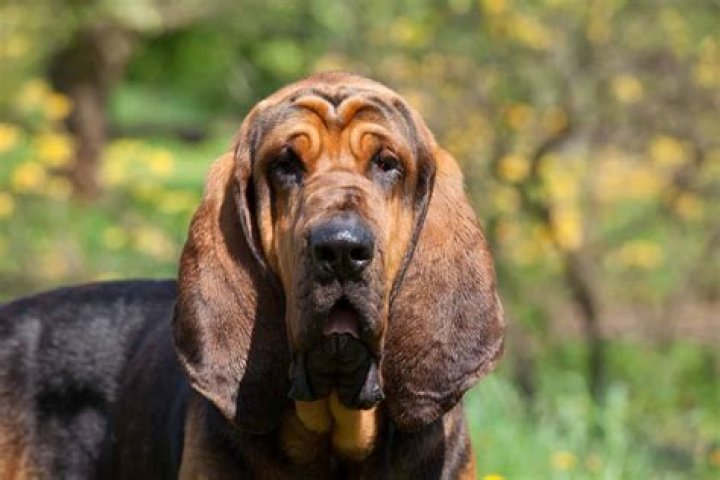 Bloodhound's Regression Instinct